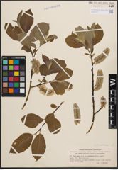 Foto von Salix coaetanea (Hartm.) Flod.